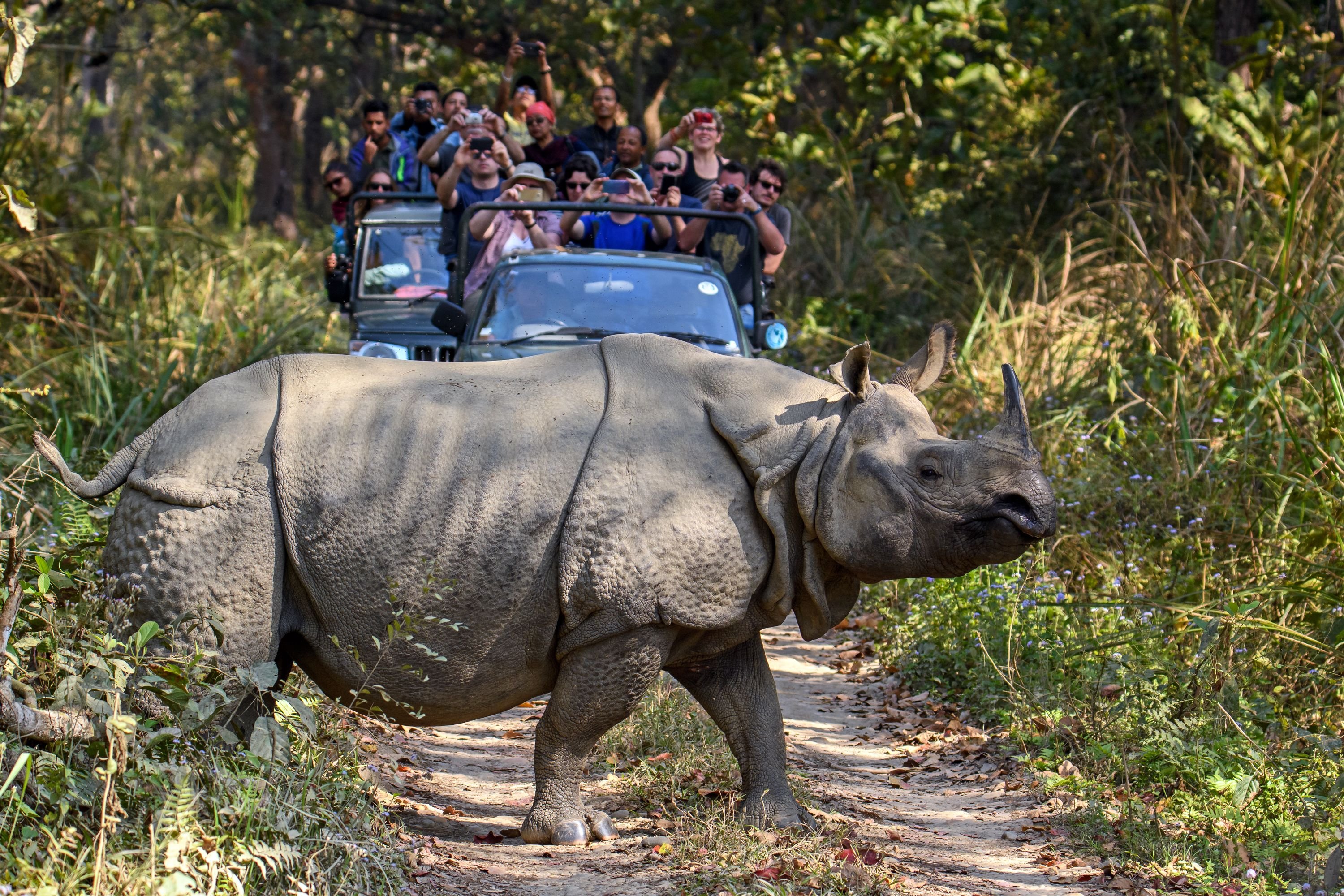 Jungle Safari