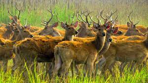 Shuklaphanta Nature Escape